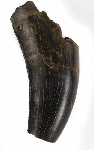 Beautiful, Nanotyrannus Tooth - Montana #37180